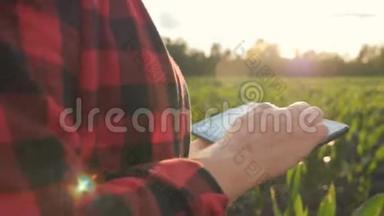 女孩农民用平板电脑监控庄稼，日落时的玉米地，慢动作视频。 把手举起来。